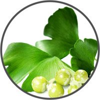 gingko biloba