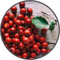 Hawthorn berries